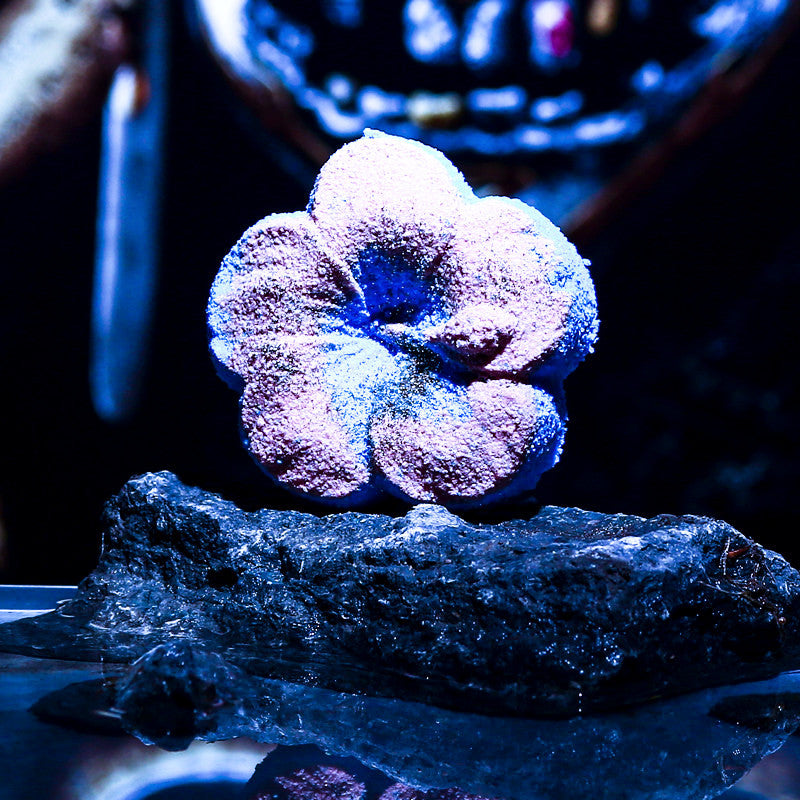 AQUA DE VIDA Bath Bomb